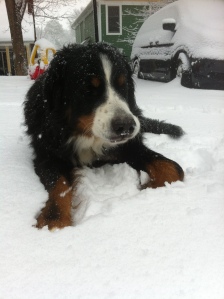 This guy LOVED the snow.