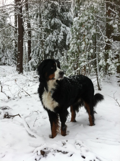 Greylock loved the snow.